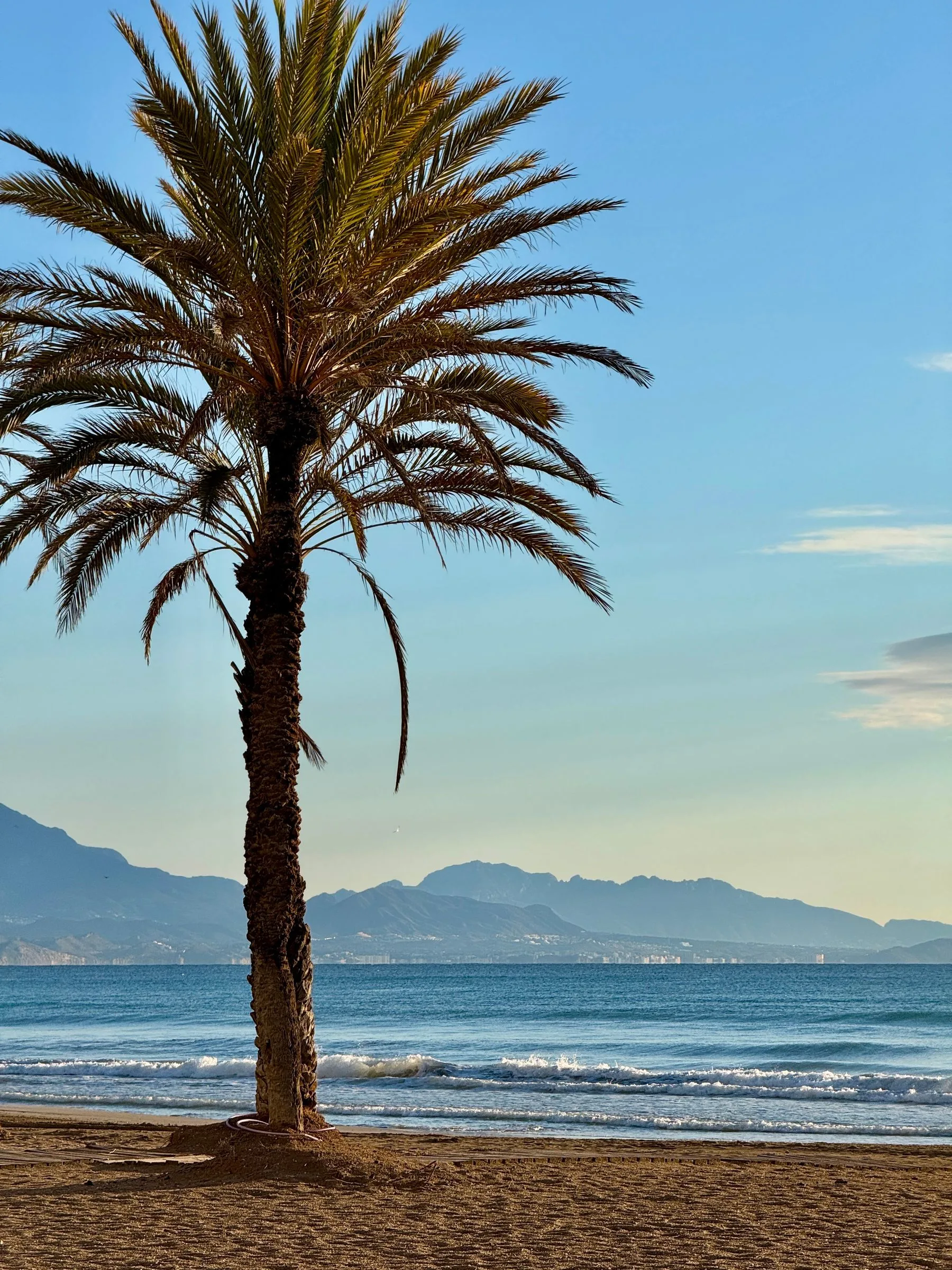 Mediterranean beach, palm and mountains near Alicante